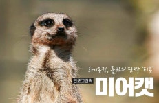 [인포그린픽] 영화 라이온킹 주인공 톺아보기① 품바의 단짝, 미어캣 티몬