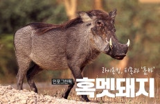 [인포그린픽] 영화 라이온킹 주인공 톺아보기② 하쿠나마타타, 혹멧돼지 품바