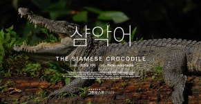 [인포그린픽] '악어가죽이 뭐라고...' 인간의 탐욕에 사라져가는 '샴 악어'