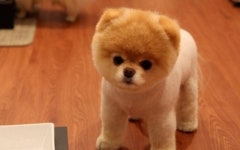 포메라니안 성격, 머리회전 빠르지만 단점은?