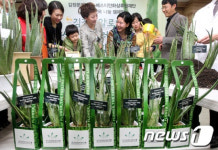 식목일 맞이, 알로에 묘목 나눔 캠페인