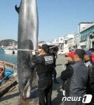 포항·영덕서  밍크고래 죽은 채 발견