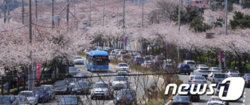 교통체증 빚는 진해군항제