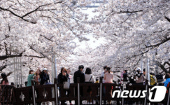 상춘객 사로잡는 만개한 벚꽃