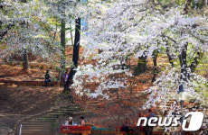 봄 절정이른 캠퍼스