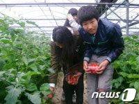 [사진] 울산중구청소년문화의집 &apos;달콤상콤 딸기따기 체험&apos;