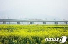 낙동강 대저 낙동강변 유채꽃 축제 3일 시작