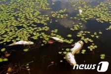 안동 저수지 물고기 떼죽음