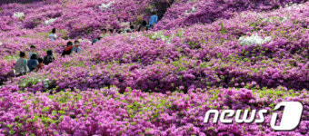 &apos;철쭉세상&apos;