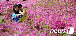 여심 흔드는 철쭉세상