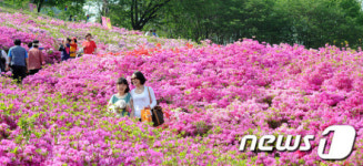 분홍색으로 물든 철쭉동산
