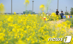 반포 서래섬 &apos;유채꽃 만개&apos;