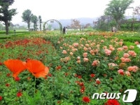 구리시 장자호수생태공원에 1만송이 장미꽃 개화