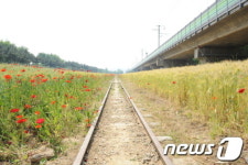 옛 수인선 철도길(안산 중앙역~고잔역) 청보리, 양귀비 꽃 장관