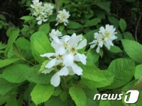 신안 우이도서 북방계식물 &apos;탈가침 박달나무&apos; 서식지 확인