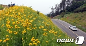 [사진] 도로에 활짝 핀 금계국 &apos;벌써 여름?&apos;