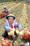 함양군, 게르마늄 토양에서 자란 양파 첫 수확