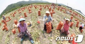 [사진] 게르마늄 함양양파 첫 수확