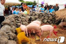 ‘2012 농촌사랑 돼지사랑 제주도새기 축제’