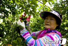 해남 청매실 수확 한창…보해 매실농원