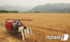 전남 구례, 우리 밀 수확 한창