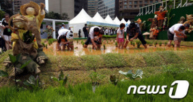 시청광장에서 모내기 체험해요
