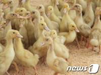 [화보] 울주군 상북면 오리쌀 풍년기원제