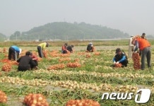 익산 '여산 양파' 가뭄으로 수확량 감소…농가 '울상'