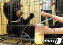 &apos;고통으로 얼룩진 곰 쓸개&apos;