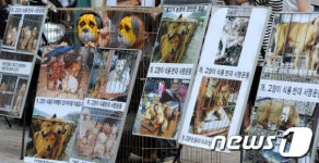 개-고양이 구해주세요