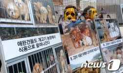 개-고양이는 반려동물 입니다