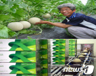 남원 멜론 수확 한창, 전국으로 출하