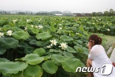 [사진]무안 회산백련지의 &apos;연꽃 여인&apos;