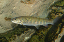 생태계 보고인 백두대간, 멸종위기 44종 포함 4671종 서식