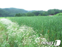 회야가요궁 | 26년만에 시민 맞은 울산회야댐 인공습지 탐방해보니