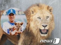 에버랜드 사자 여비 승엽 형, 500호 홈런 부탁해