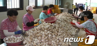 황토밭에서 자란 단양마늘 수매