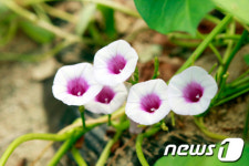 경북 안동, '100년의 행운' 고구마 꽃 만개 화제