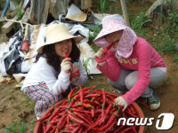 충남 보령, 휴가맞아 녹색농촌체험마을 '인기'