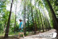 강서둘레길에 조성된 메타세콰이어 숲길