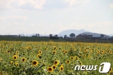 [사진] 광주 북구 산동교 친수공원에 &apos;해바라기 물결&apos;