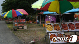 대게의 고장 영덕에 복숭아도 있었네