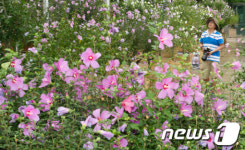 완주서 제22회 나라꽃 무궁화 축제 10일 전야제