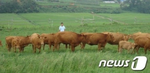 나주서 기종저 의심 한우 폐사…가축전염병 예방 비상