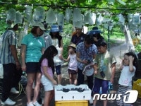 [사진]경남 함안 칠북 과수마을,포도따기 체험 행사