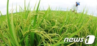고개숙인 벼