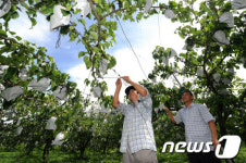 태풍 대비하는 과수농가