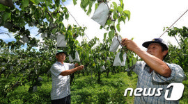 태풍 볼라벤 북상, 과수농가 초긴장