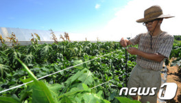 볼라벤 상륙...농작물 관리도 비상