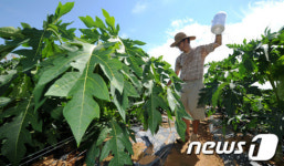 볼라벤 북상...농작물 관리도 비상